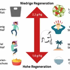 Muskelaufbau: Ihr Fahrplan für Training, Ernährung & Erfolg