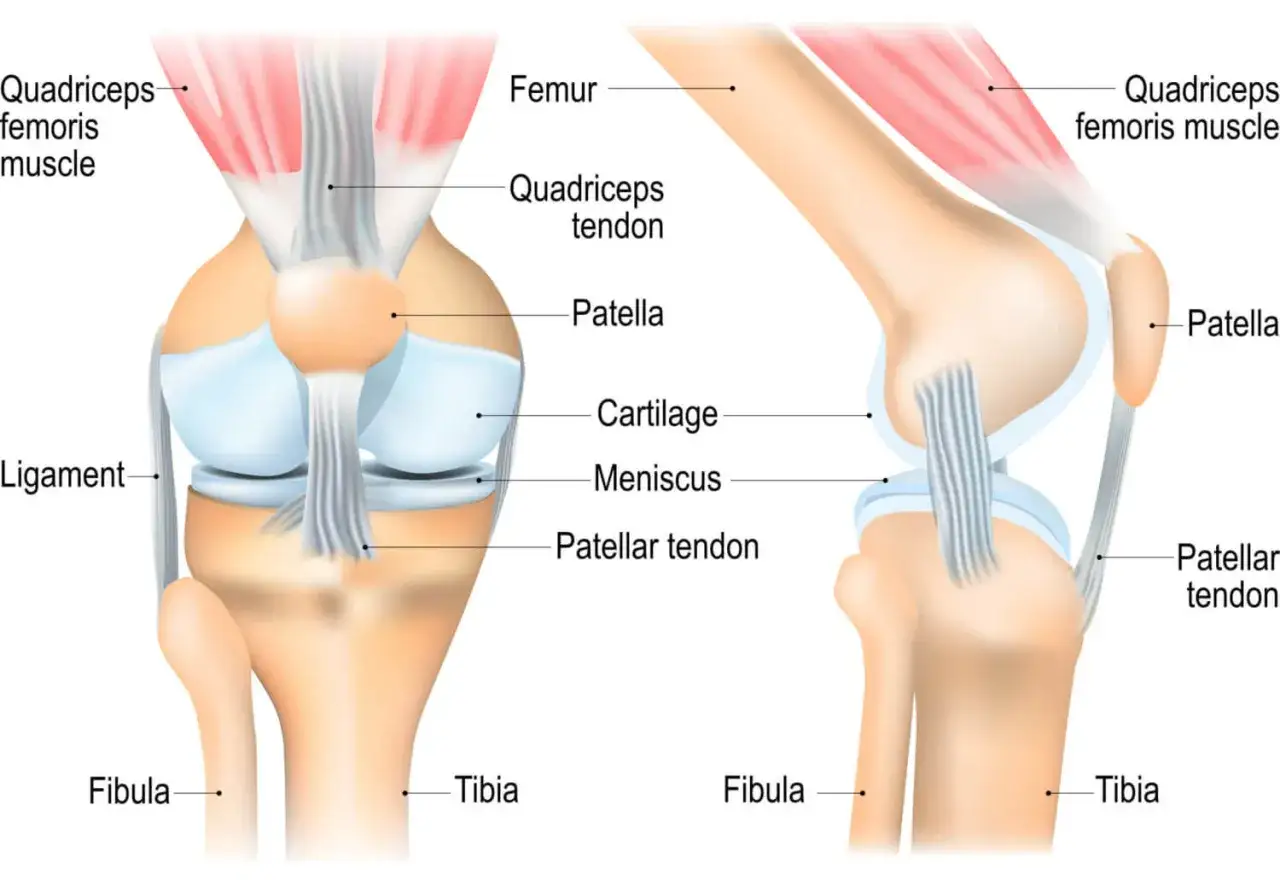 Kniegelenk Anatomie einfach erklärt
