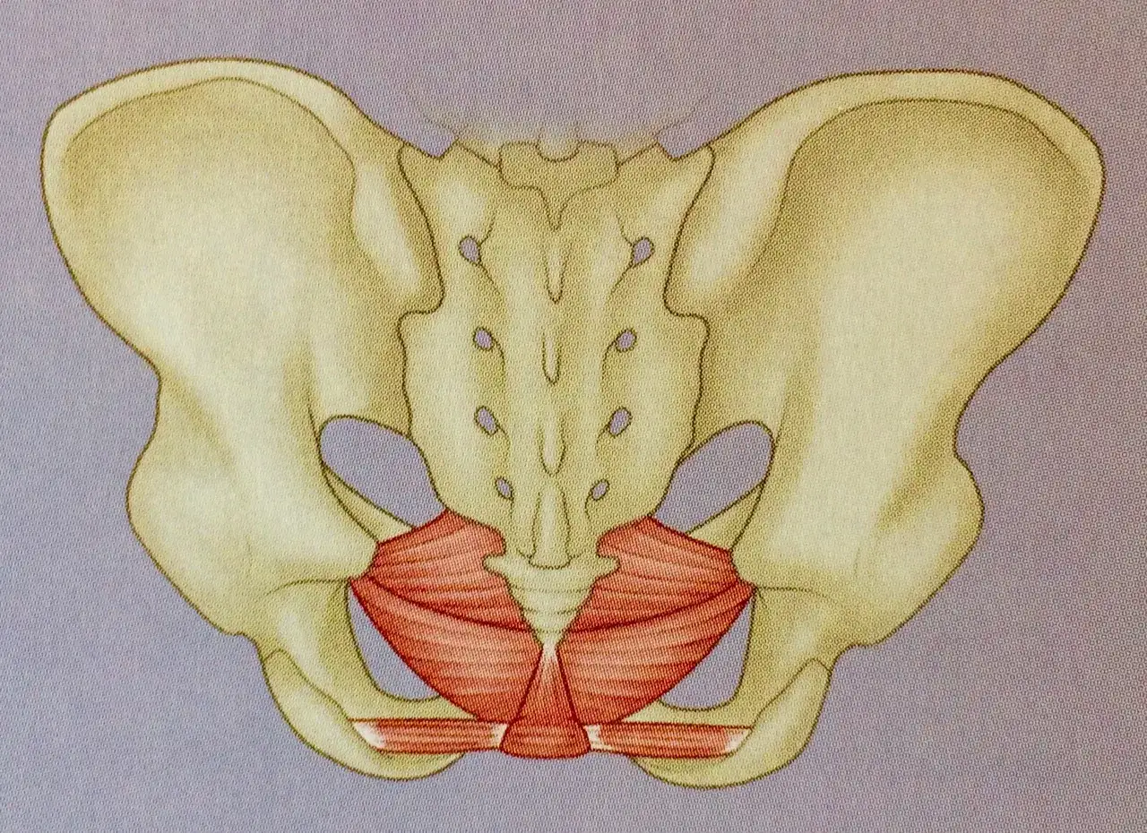 Mann Beckenbodenmuskulatur Anatomie