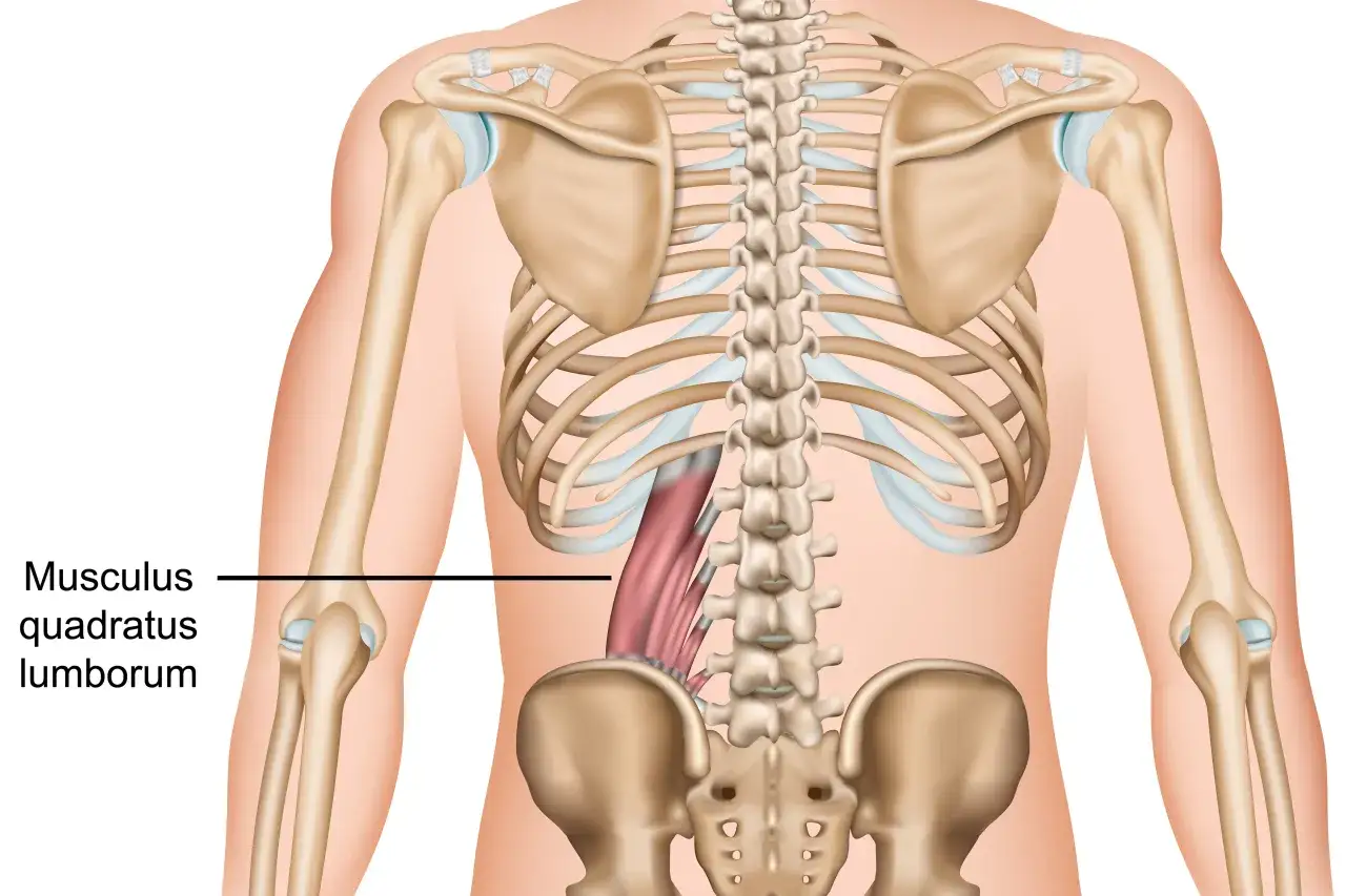Anatomie Core-Muskulatur Deutsch
